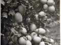 Bellissime immagini cartolina di Merano e dintorni- Viele wunderschoene Bilder von Meran und Umgebungen _86_.jpg