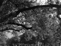 GaertneGiardi013.jpg