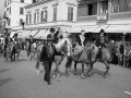 avelignesi-haflinger 1961007.jpg